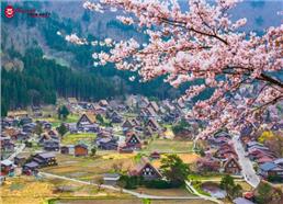 Tour Nhật Bản Mùa Hoa Anh Đào: Cung Đường Làng Cổ Shirakawa-go